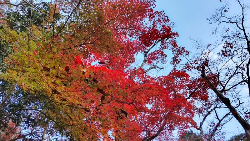 瑞宝寺公園